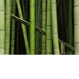 Leben - Bambus